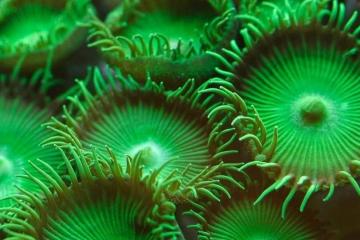 Интересное о планктоне Зоопланктон и пищевые цепи